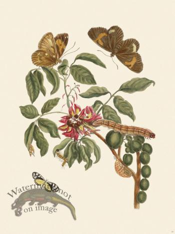 Merian Metamorphosis 35